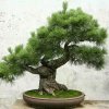 云歌于勇的头像