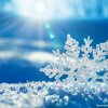 雪花的头像
