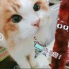 绿叶（退出）的头像