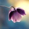 ღ᭄泡泡࿐的头像