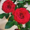 红玫瑰的头像