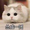 猫又的小迷妹的头像