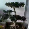 善良的头像