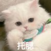 清欢的头像