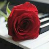晓晓的头像