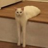 BigBigFF的头像