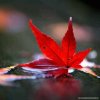 一片红叶*ㄣ的头像