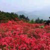 星星的头像