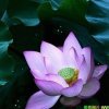 以诚相待的头像