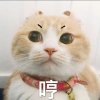 安静的咸鸭蛋儿的头像