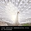 明天会更好的头像