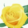 黄玫瑰停唱的头像