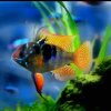 热带鱼《退》的头像