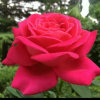 红玫瑰的头像