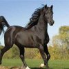 那匹黑马的头像
