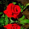 带刺的玫瑰的头像