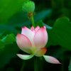 皇家♚蓝色的星星 的头像
