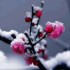 冬梅傲雪的头像
