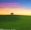 小白杨的头像