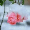 镜花水月的头像