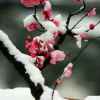 冬天的梅的头像
