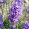 薰衣草的头像