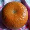 桔子红了的头像