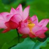 冰梦的头像