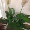 茉莉花的头像