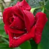 红玫瑰的头像
