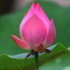 花好月圆的头像