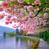 小苹果果的头像