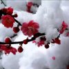 傲雪寒梅的头像
