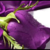 紫色玫瑰《暂离》的头像