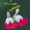 快乐一生的头像