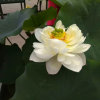 芙蓉的头像