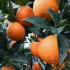 orange的头像
