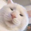猫格大人的头像