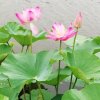 许你一世情缘的头像