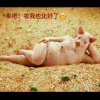 予call{丁猪颠}的头像