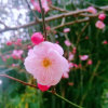 Lily丽的头像