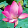 春暖花开的头像