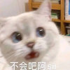 鸠儿的头像