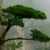 晚年幸福的头像