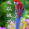 侠影的头像