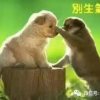聪明的傻瓜的头像