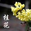 花开富贵的头像