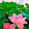 莲花的头像