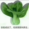 白菜一棵的头像