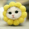 缘的头像